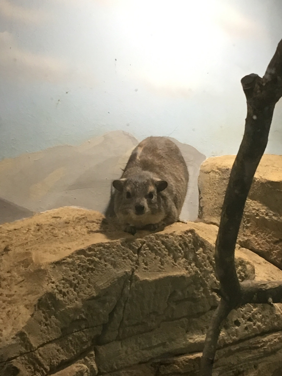 Даман — Lada Granta