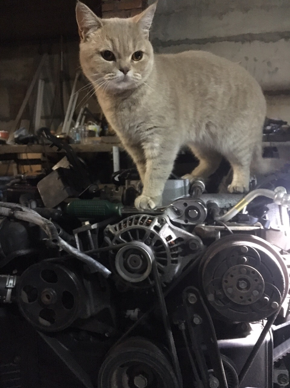 Кот механик. Кот в гараже. Коты в автосервисе. Гаражные котики.