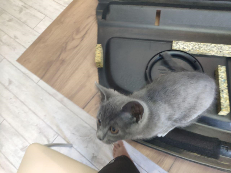 Динамики в полку седана — Opel Astra H, 1,8 л, 2012 года | автозвук ...