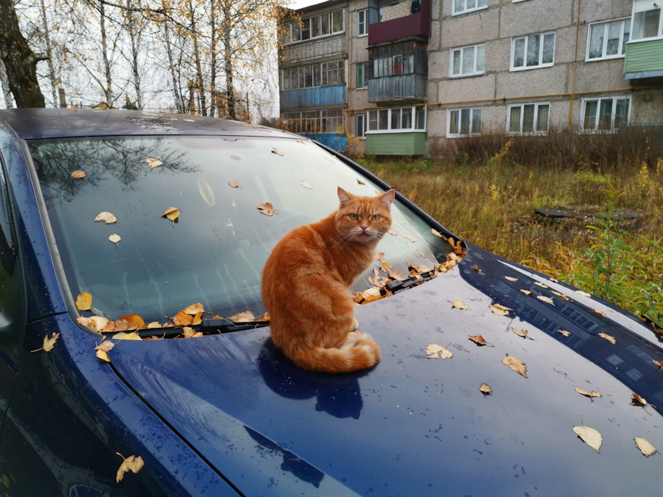 Поездка — Renault Laguna III, 2 л, 2008 года | путешествие | DRIVE2