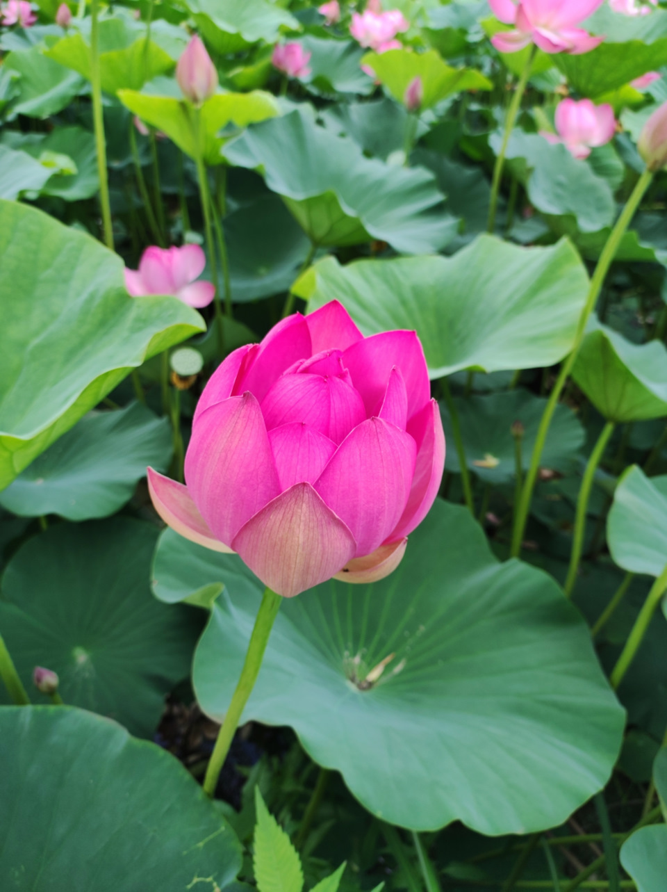 Озеро лотосов — DRIVE2