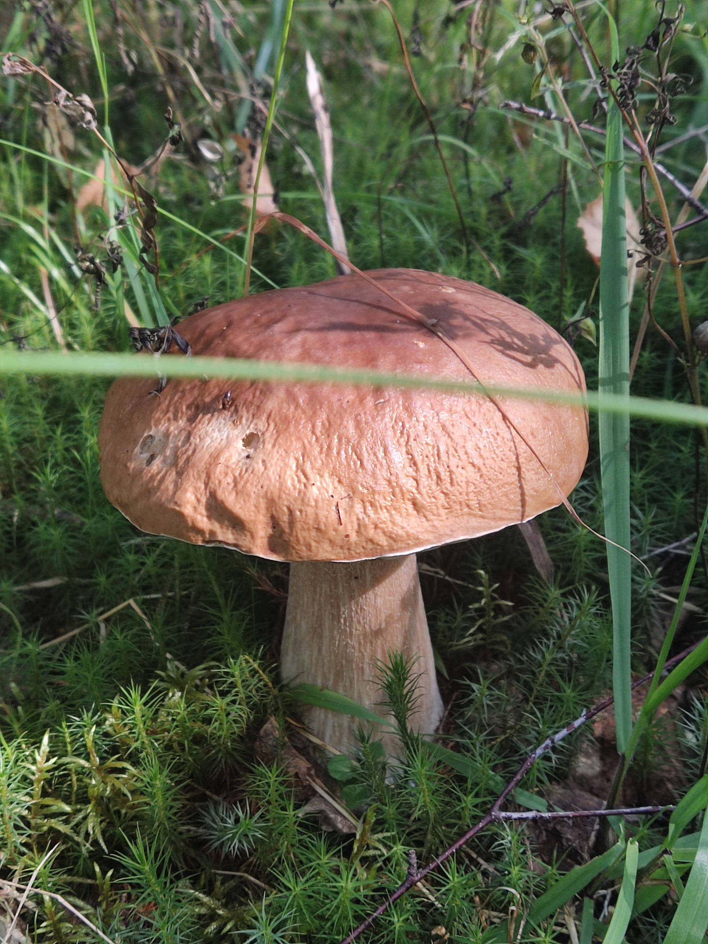 Опять грибочки! — Сообщество «Грибники DRIVE2» на DRIVE2