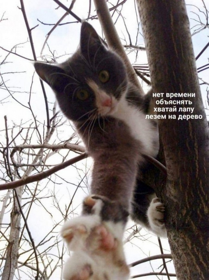 Котэ итальяно Пикабу