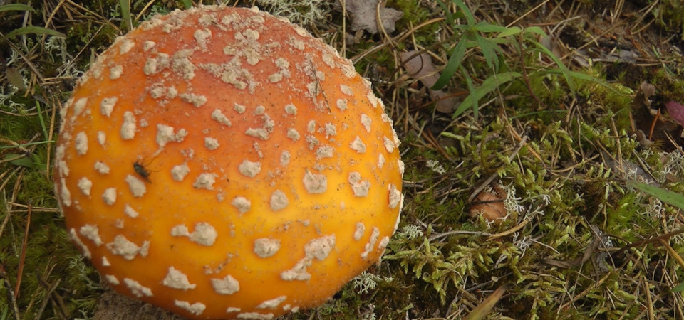 Фото в бортжурнале Mitsubishi Pajero Sport (2G)