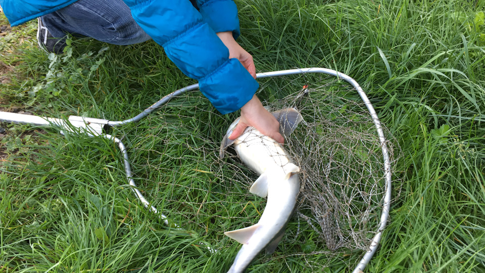 1.8 кг — Opel Insignia (1G)