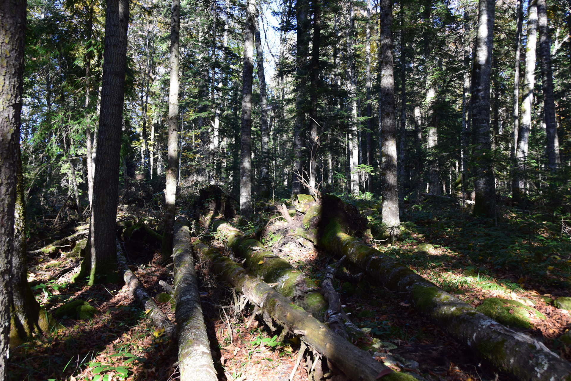 Пихтовый лес Кабардинка